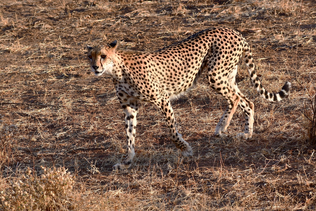 Buffalo Springs Nat. Reserve